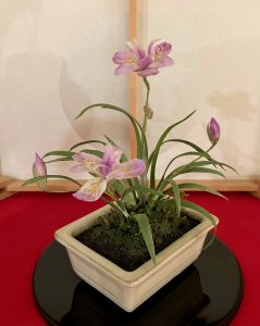 工芸盆栽『姫シャガ』